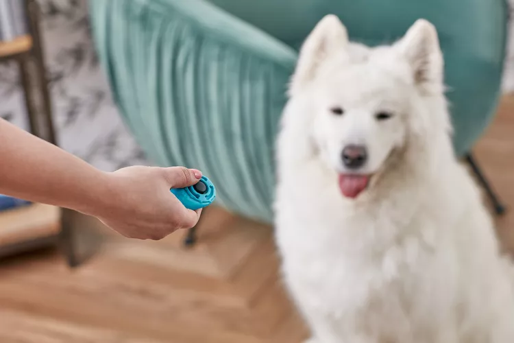 How to Clicker Train Your Dog